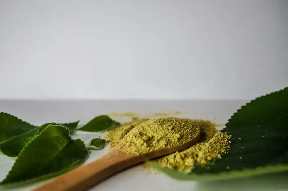 Rich blue indigo powder on a wooden spoon