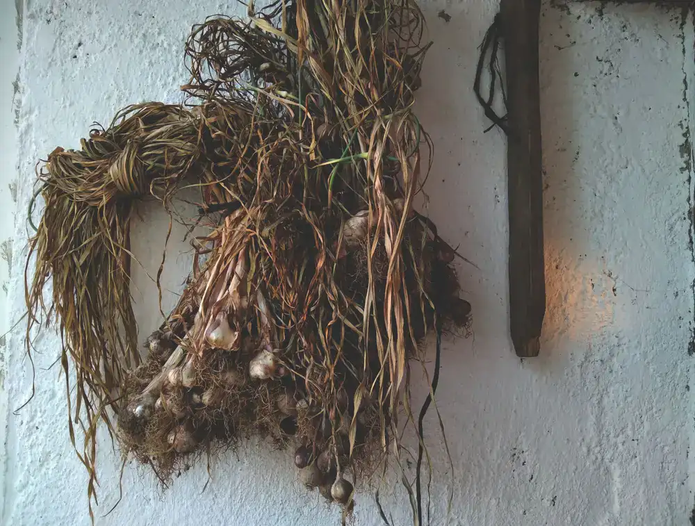 Dried red madder roots bundled together
