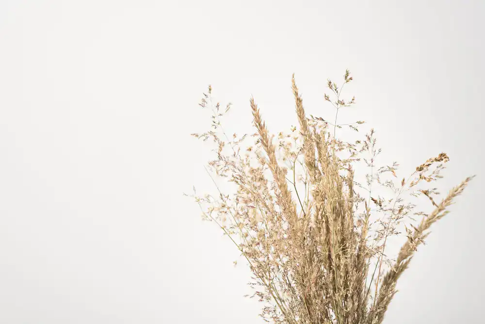 Dried yellow weld plant stalks